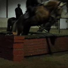 Palomino Golden Is Our Motto