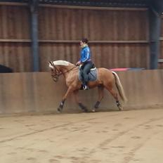 Palomino Golden Is Our Motto