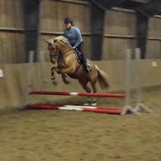 Palomino Golden Is Our Motto