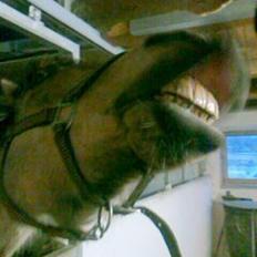 Connemara Lillevangs Emmeline (Emme). [tidl. Hest]