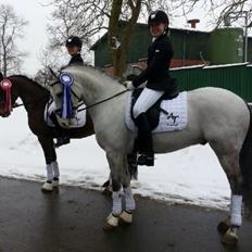 Anden særlig race Steendiek's Monte Nara (A-pony)