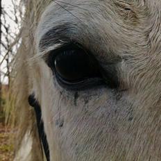 Islænder Pori klattrup