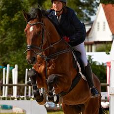 Svensk Varmblod Calido