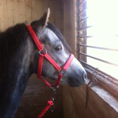 Welsh Pony (sec B) Kroggaardens Don Pedro