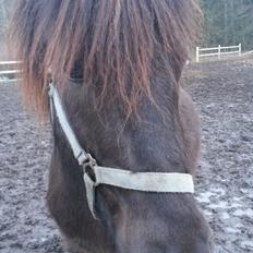 Islænder Bassi fra Klaubogaard