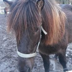 Islænder Bassi fra Klaubogaard