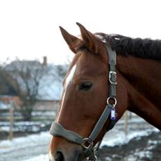 Oldenborg Alexsandie