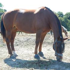 Oldenborg Alexsandie