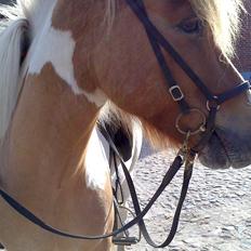 Islænder Gimli fra Kni