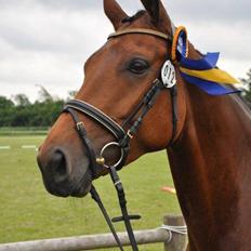 Hannoveraner Lavendel