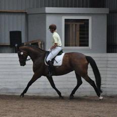 Hannoveraner Lavendel