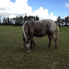 Anden særlig race musse