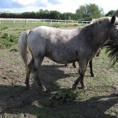 Anden særlig race musse