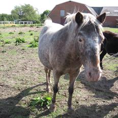 Anden særlig race musse