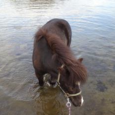 Anden særlig race Bella