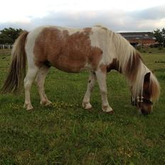 Anden særlig race bandit