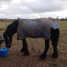 Frieser Geartsje Tjimske K.