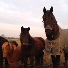 Frieser Geartsje Tjimske K.