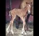 Palomino Holms Mr Dudditss