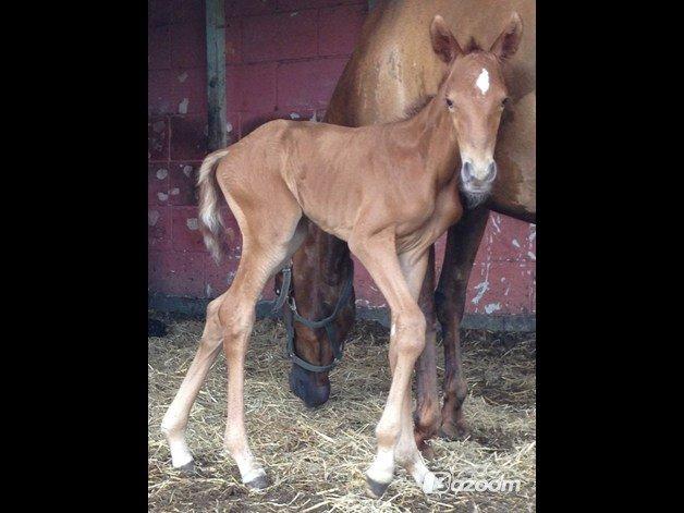 Palomino Holms Mr Dudditss - Min øjesten billede 1