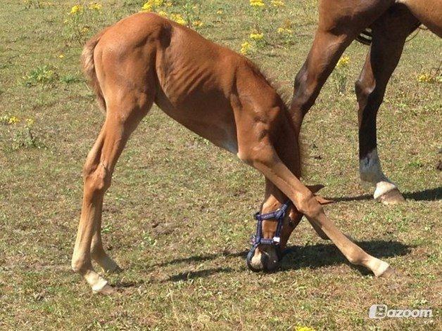 Palomino Holms Mr Dudditss - Yoga er en vigtig del af et føls dagligdag billede 4