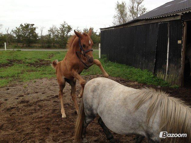 Palomino Holms Mr Dudditss - Følle billede 5