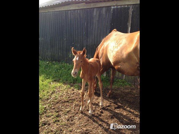 Palomino Holms Mr Dudditss - Lange ben og store øre billede 2