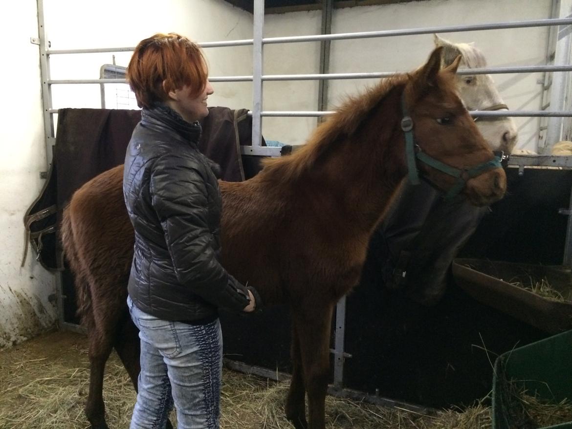 Palomino Holms Mr Dudditss - Første gang jeg så ham billede 6