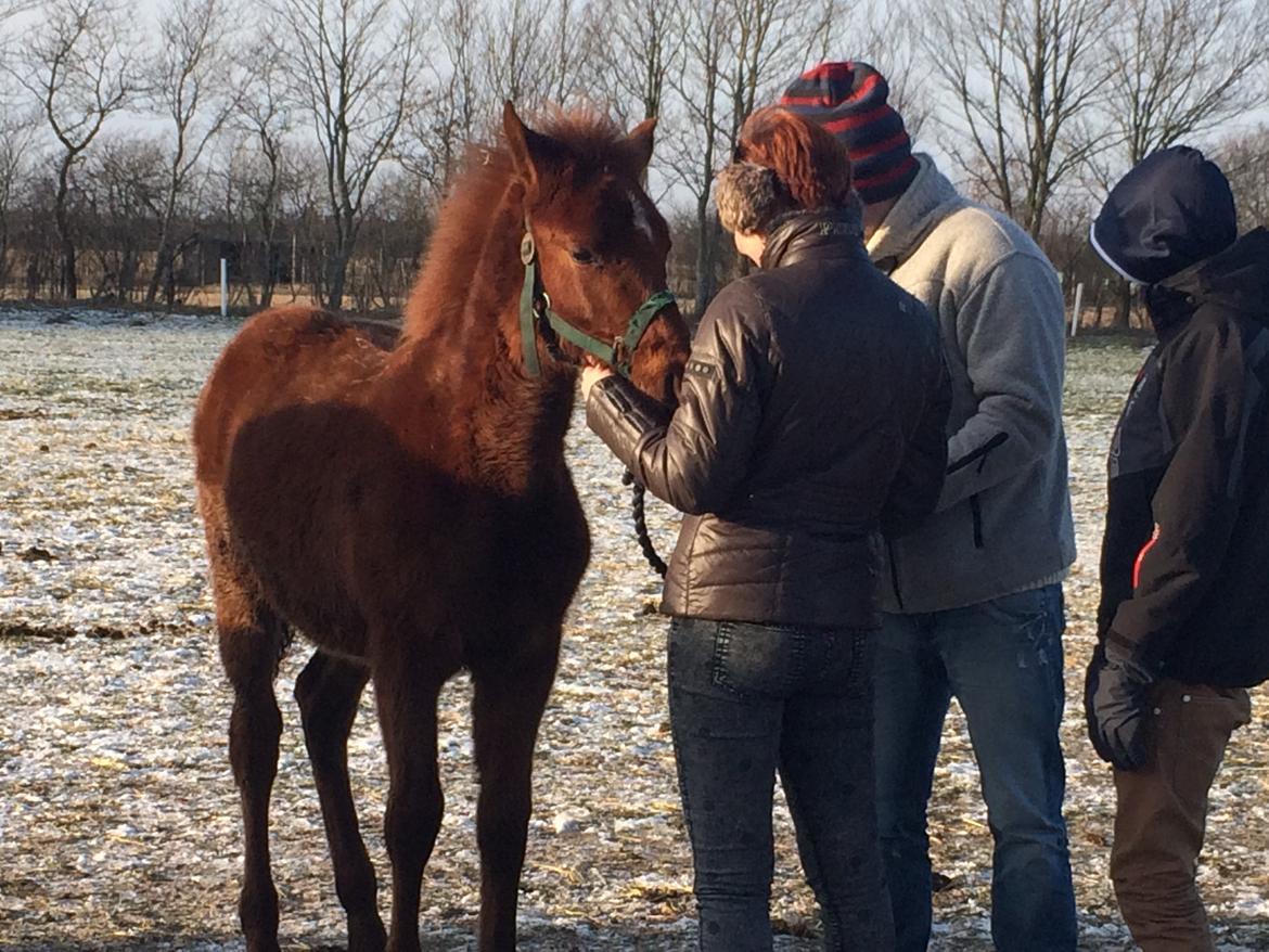 Palomino Holms Mr Dudditss billede 8