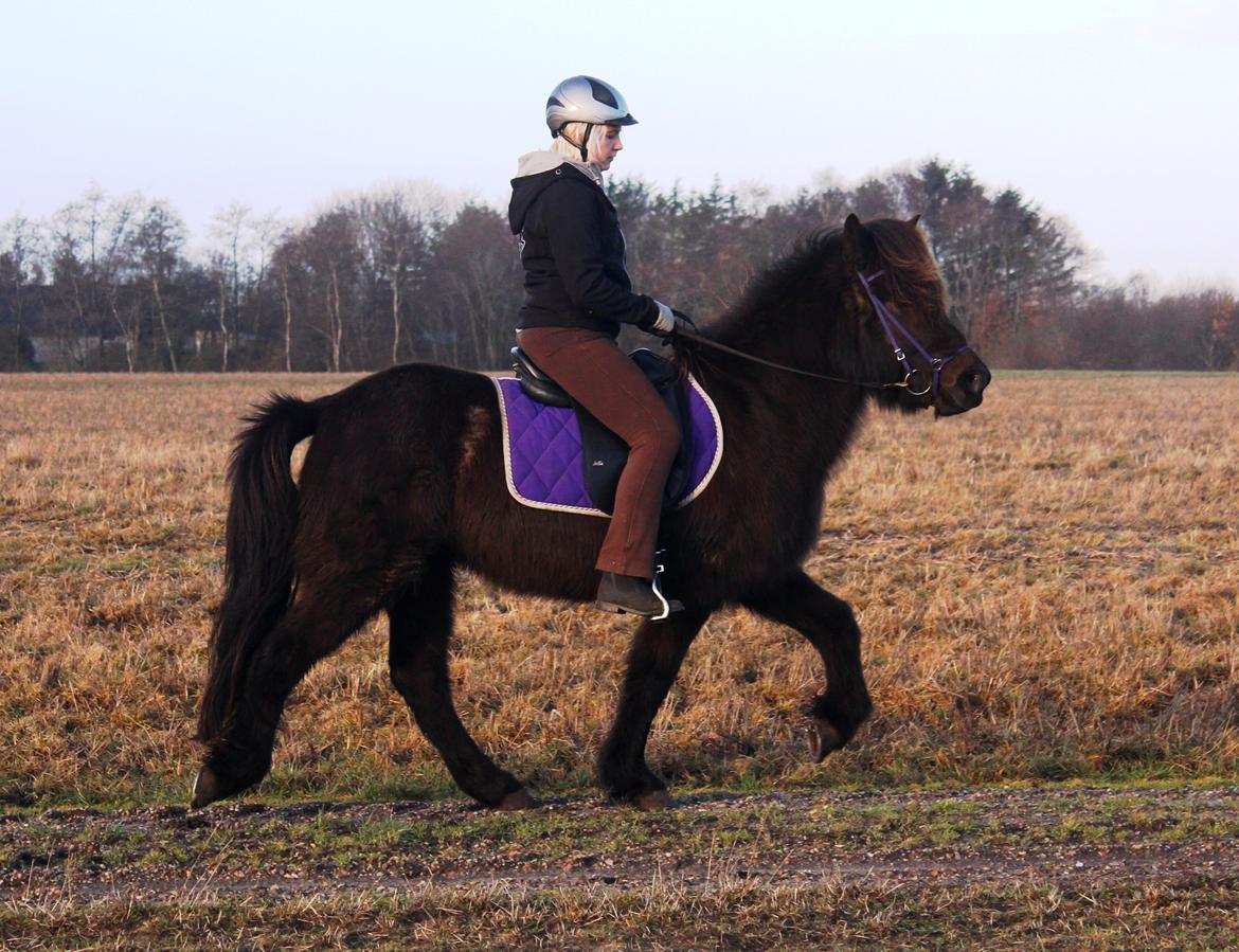 Islænder Ösp frá Ey I - Tølt - 10/02-2014 billede 12