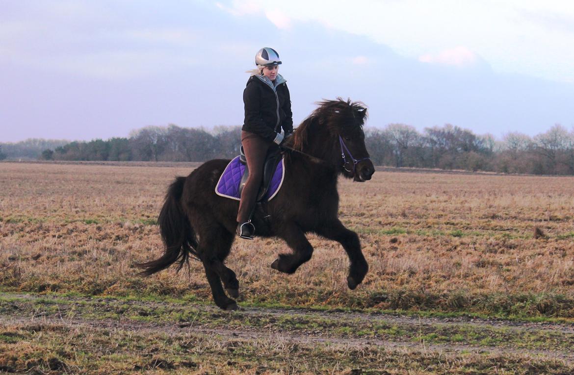 Islænder Ösp frá Ey I - Galop - 10/02-2014 billede 14
