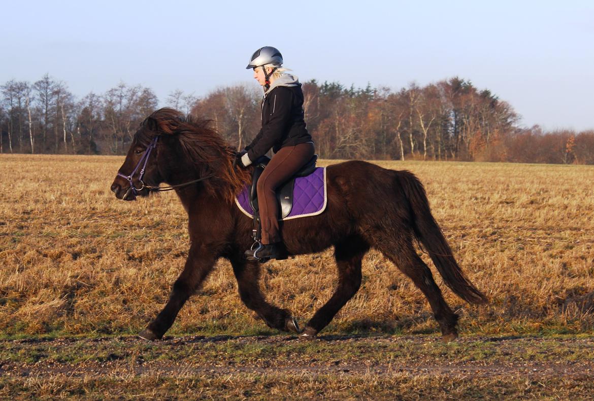 Islænder Ösp frá Ey I - Trav - 10/02-2014 billede 13