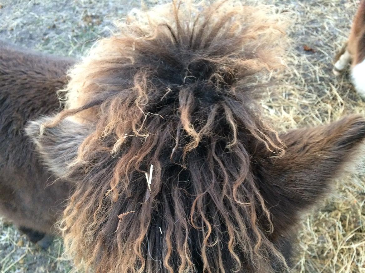 Islænder Eygló Fra Rørsgaard - Mon hun skimler alligevel? billede 17