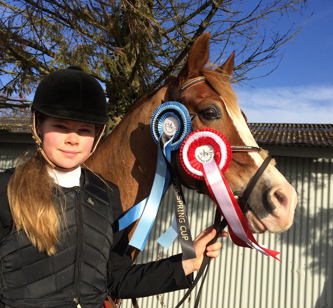 Welsh Cob (sec D) Debusies Prince Of Denmark RIP savner dig! - Da vi vandt spring cuppen i Davinde. ;) billede 6