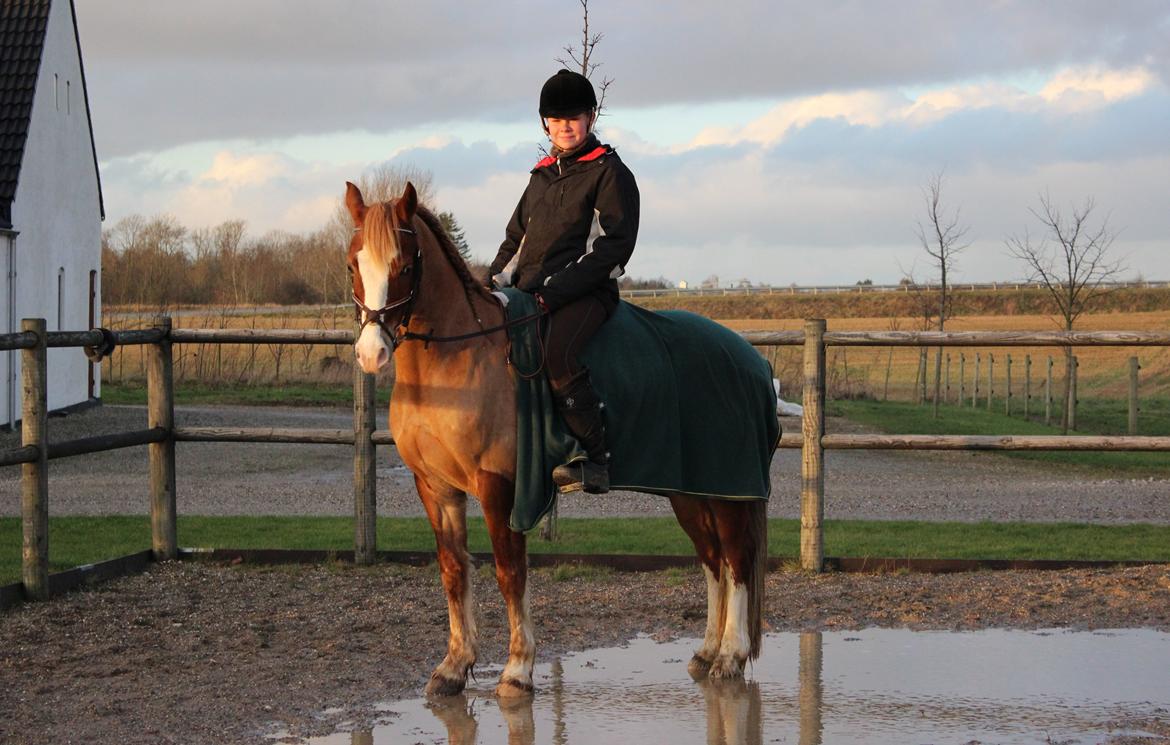 Welsh Cob (sec D) Debusies Prince Of Denmark RIP savner dig! billede 3