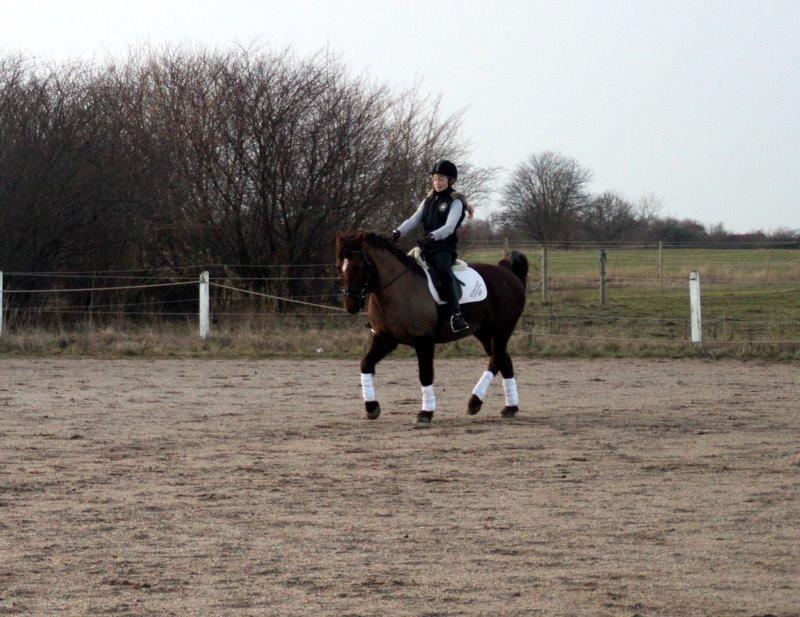 Connemara Quiva <3 - Vi øver os da :p - 10/2-14 billede 21