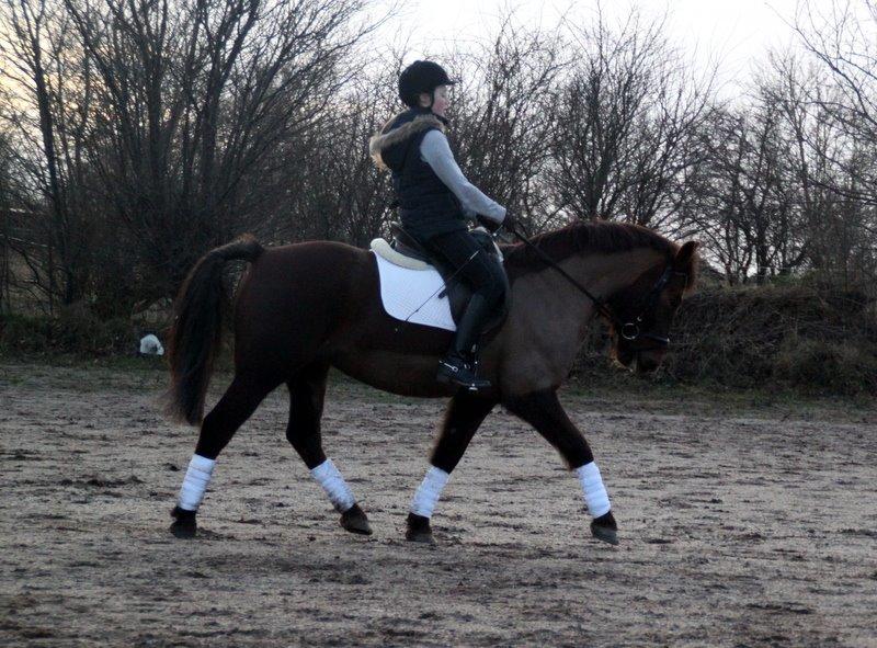 Connemara Quiva <3 - Første udetræning i år :) - 10/2-14 billede 26