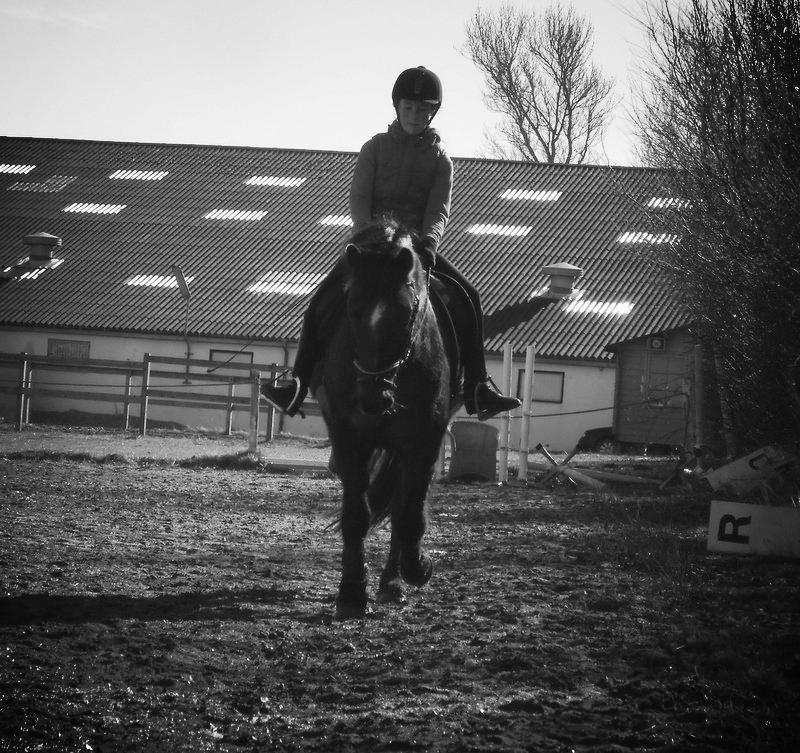 Connemara Quiva <3 - Marts 2013 billede 34