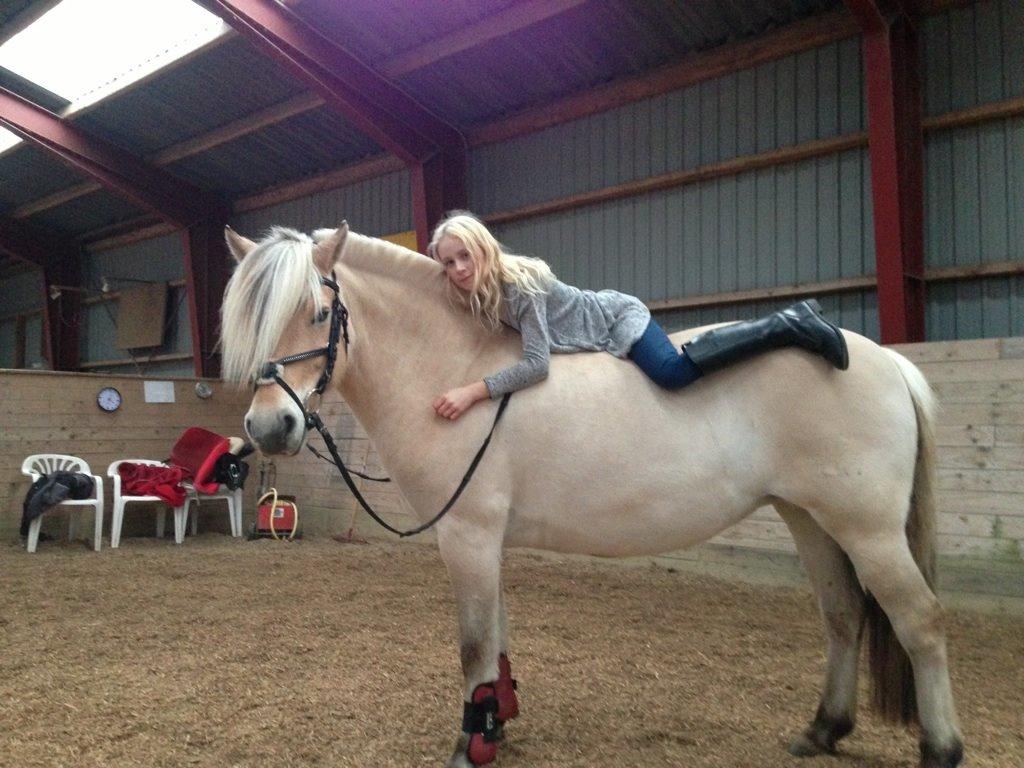 Fjordhest Refstrups Lucinda - Vores fantastiske part Julie<3 billede 16