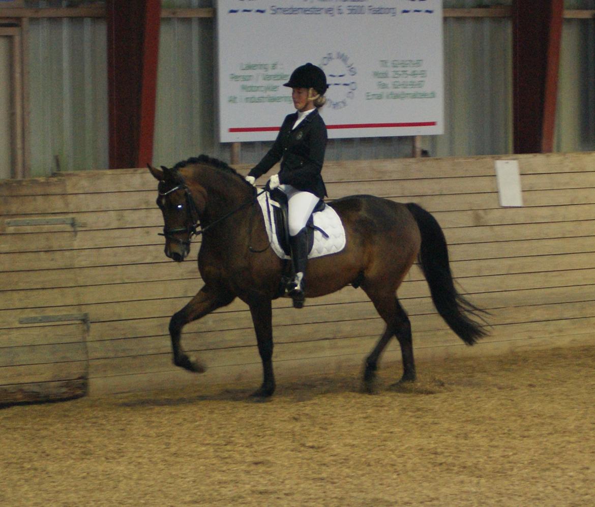 New Forest Houmarks Arcibald billede 19