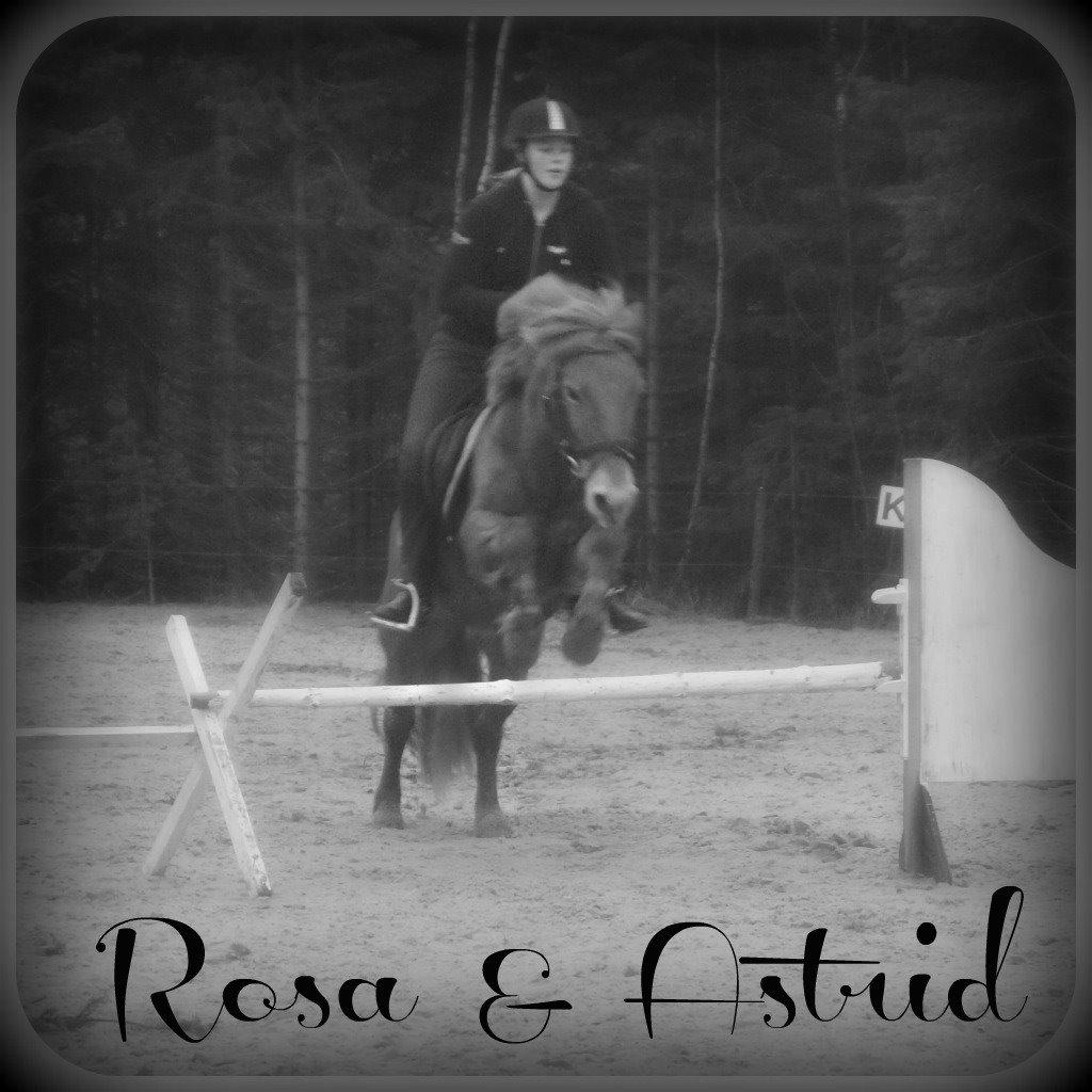 Anden særlig race Rosa - Spring! Februar 2014 billede 24