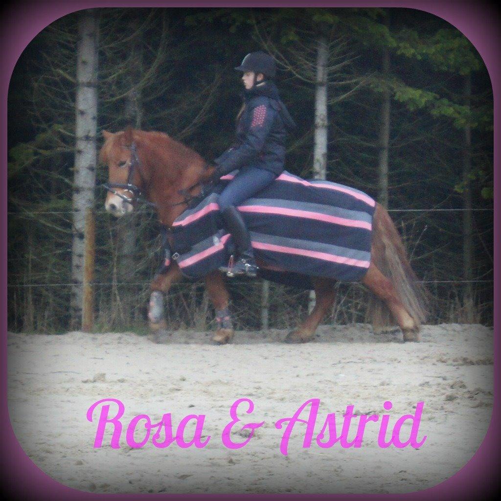 Anden særlig race Rosa - Rosa & Astrid billede 40