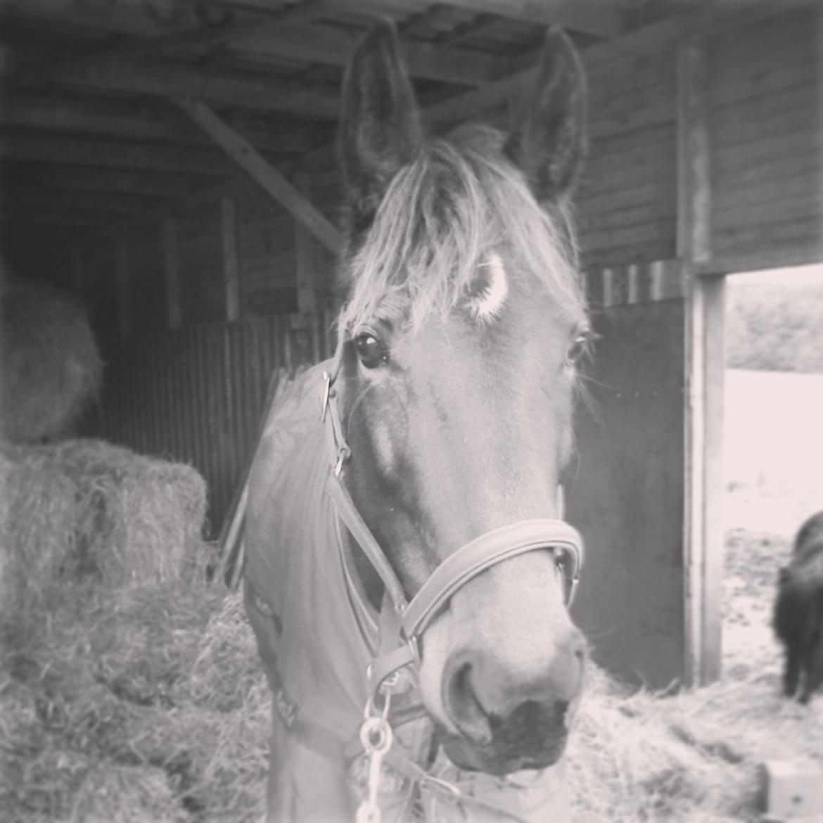 Traver Maja simoni billede 10