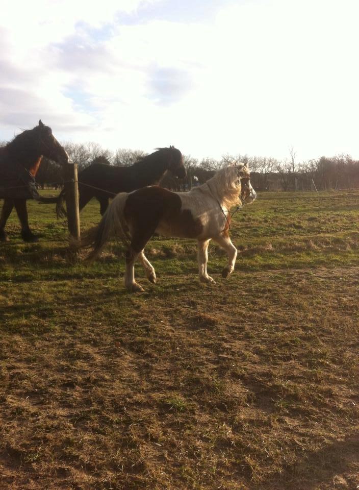 Pinto Baldur"SOLGT` billede 13