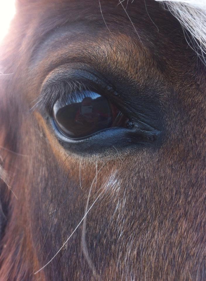 Pinto Baldur"SOLGT` billede 15