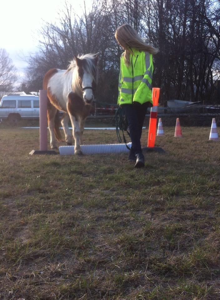 Pinto Baldur"SOLGT` billede 17