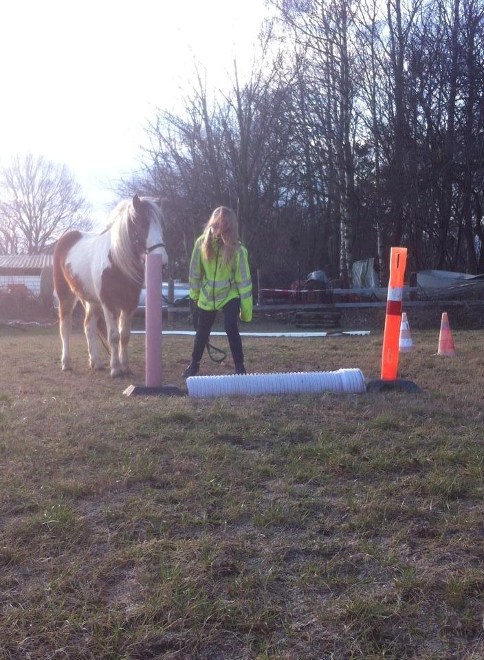 Pinto Baldur"SOLGT` billede 21