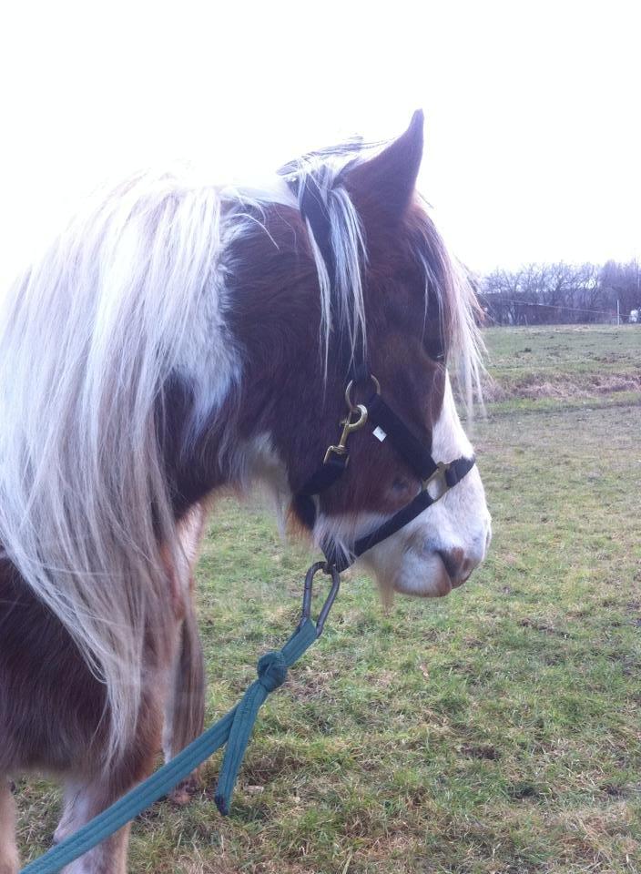 Pinto Baldur"SOLGT` billede 14