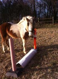 Pinto Baldur"SOLGT` billede 19