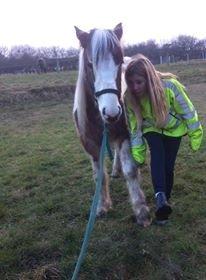 Pinto Baldur"SOLGT` billede 16